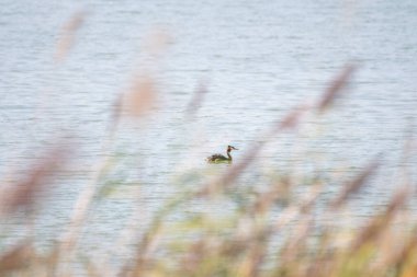 Islak bir gölde yüzen su kuşu. Doğal kuş rezervi