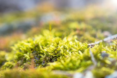 Moss ormandaki makro fotoğraf