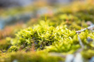 Moss ormandaki makro fotoğraf