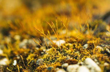 Moss ormandaki makro fotoğraf