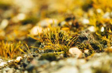 Moss ormandaki makro fotoğraf