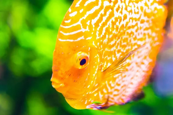 Oranje discus vis in het aquarium — Stockfoto
