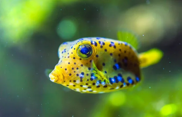 수족관에 노란색 Cubicus Boxfish — 스톡 사진