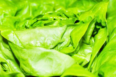 Taze yeşil marul salatası arka planı