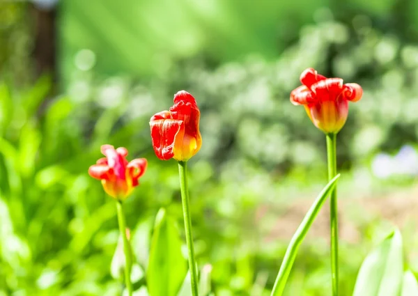 Повітряні тюльпани на сонці — стокове фото