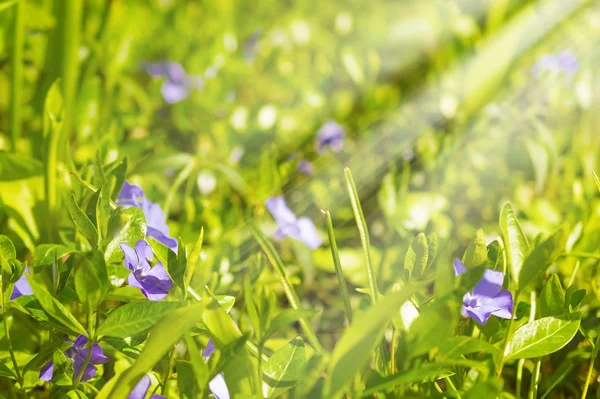 Lila blå blommor av periwinkle - vintergröna — Stockfoto