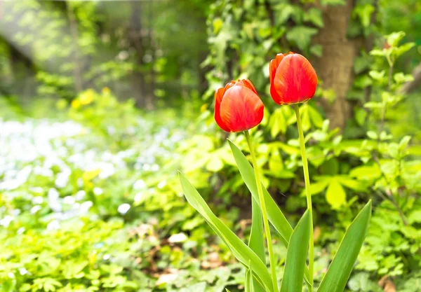 Квітка червоного тюльпана цвіте навесні — стокове фото