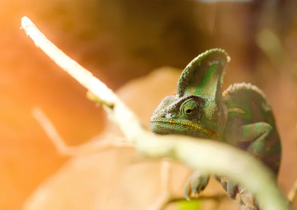 stock image Chameleon is facing a tree branch