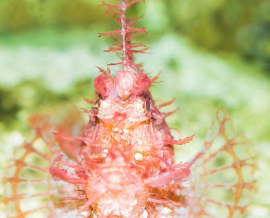 Garip scorpionfish içinde belgili tanımlık akvaryum