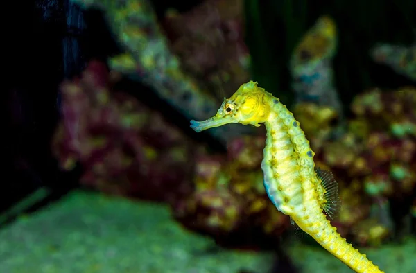 Seahorse zwemmen in het water - Hippocampus — Stockfoto
