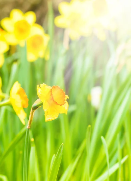 Narcissen aan voet van de boom — Stockfoto