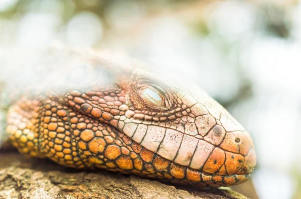 Iguana hüllő alszik a fa — Stock Fotó