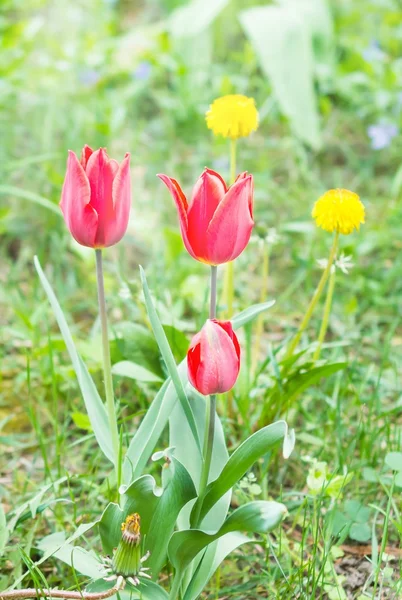 Червоні тюльпани в парку — стокове фото