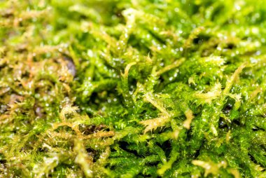 Moss ormandaki makro fotoğraf