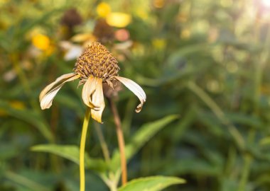 Güneş ışığı üzerinde bahçesinde kuru çiçek