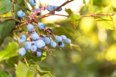 Bokeh ve güneş ile Mahonia aquifolium