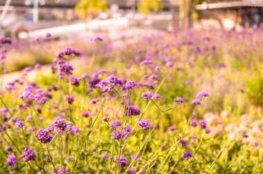 Tarlada soyut mor çiçekler