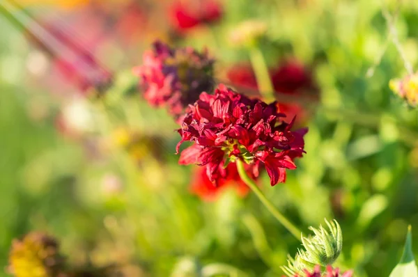 Rode bloem macro close-up in de tuin — Stockfoto