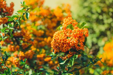 Ateş dikeni bitki Bahçe sonbaharda