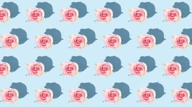 Mavi arka planda pembe güllerden oluşan çiçek deseni. Düz yerde, üst tarafta. Çiçek deseni. Çiçek deseni dokusu