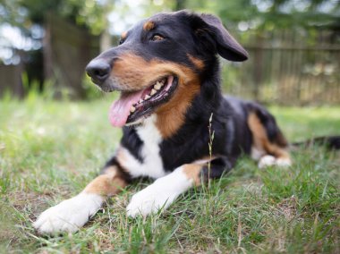 Bahçede en sevdiğim köpek var.