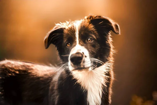 Filhote Cachorro Fronteira Collie Com Luz Laranja — Fotografia de Stock