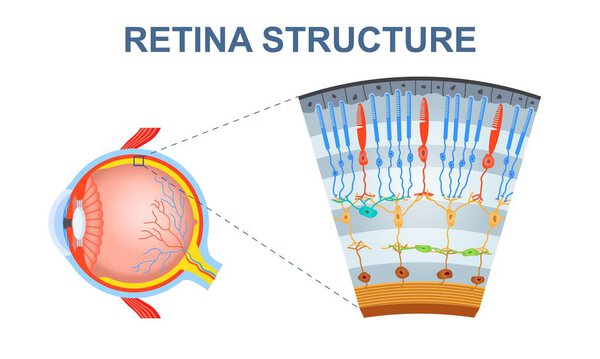 Diagram showing detailed human eye retina structure with labeled cells and layers, flat design style, isolated on white background. Concept of human vision. Vector illustration