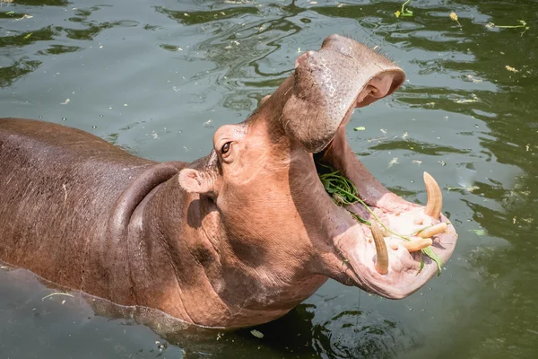 Hipopótamo mostrando boca y dientes — Foto de Stock