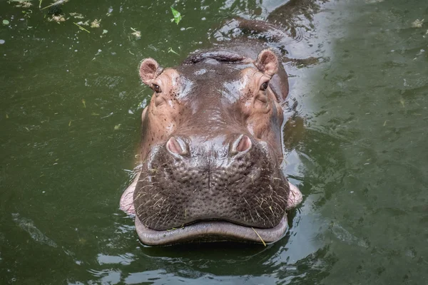 カバが水中で泳いでいる — ストック写真