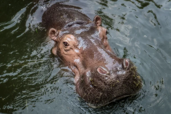Nilpferd schwimmt im Wasser — Stockfoto