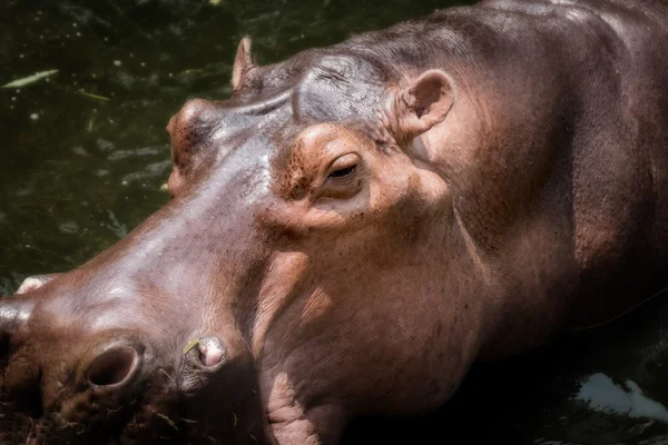 Hipopótamo nadando en el agua — Foto de Stock