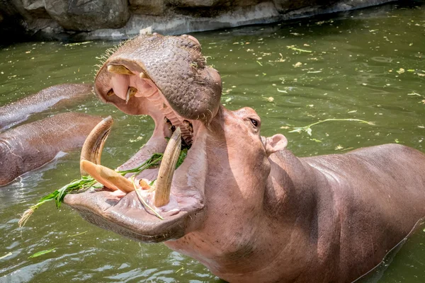 Hipopótamo mostrando boca y dientes —  Fotos de Stock