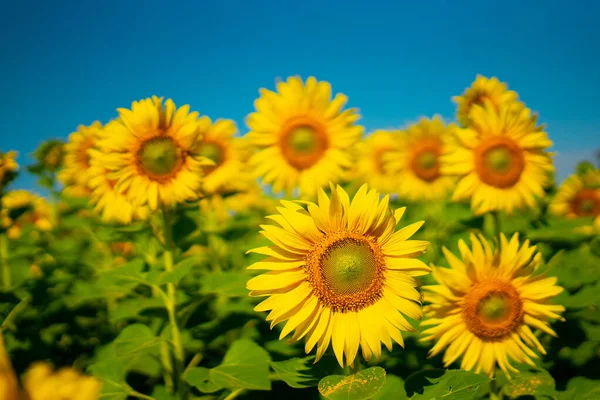 Décryptages Tournesol Fleurissant Abeille Dans Jardin Sur Fond Naturel — Photo