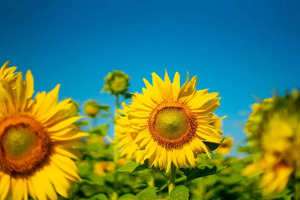 Primer Plano Girasol Flor Abeja Jardín Sobre Fondo Natural — Foto de Stock