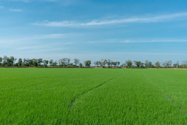 Champ Riz Vert Dans Saison Eau Thaïlande — Photo