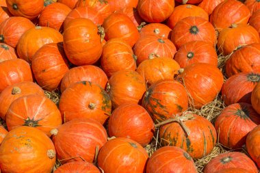 Bölümü kabak içinde yolu tarif etmek güneş ışığı yerleştirilen