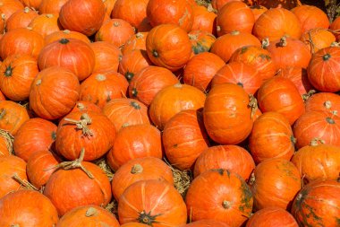 Bölümü kabak içinde yolu tarif etmek güneş ışığı yerleştirilen