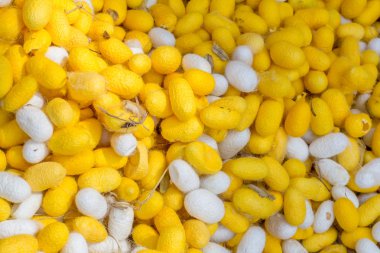 Koza ipekböceği, rengi sarı ve beyaz