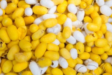 Koza ipekböceği, rengi sarı ve beyaz