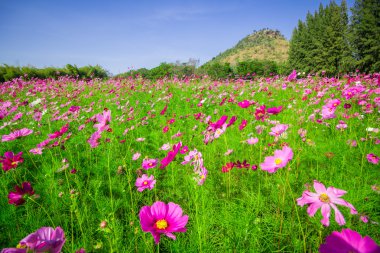 Cosmos orta Merkez avluya A güzel ve mavi gökyüzü çiçekleri