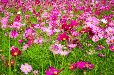 Cosmos orta Merkez avluya A güzel ve mavi gökyüzü çiçekleri