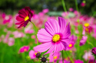 Cosmos orta Merkez avluya A güzel ve mavi gökyüzü çiçekleri