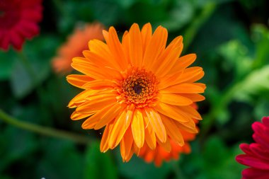 Gerbera çiçek, üstten görünüm, arka plan bulanıklık