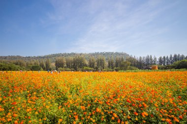 Sarı cosmos çiçek, pek çok çiçek, güzel