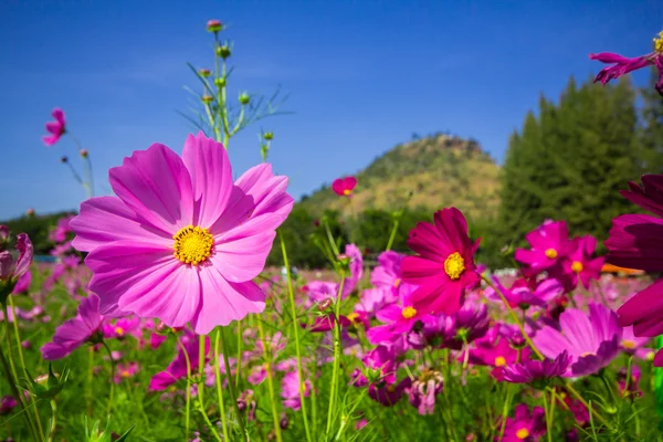 Cosmos fleurs mi-cour centrale Un ciel beau et bleu — Photo