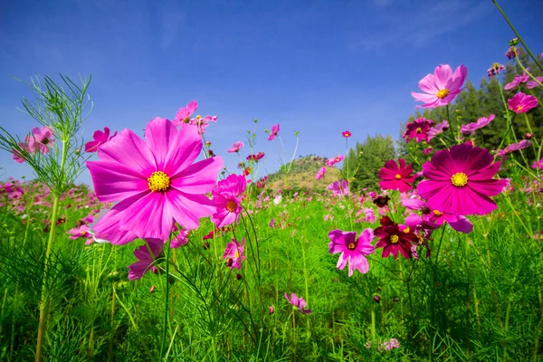 Cosmos flores meio pátio central Um céu bonito e azul — Fotografia de Stock