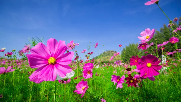 Cosmos flores meio pátio central Um céu bonito e azul — Fotografia de Stock