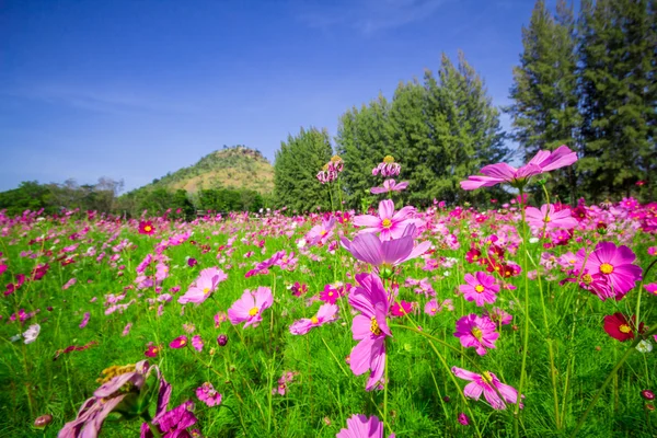 Cosmos flores meio pátio central Um céu bonito e azul — Fotografia de Stock