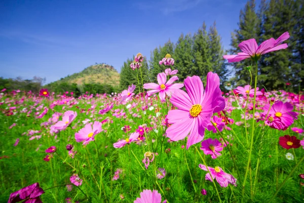 Cosmos fleurs mi-cour centrale Un ciel beau et bleu — Photo