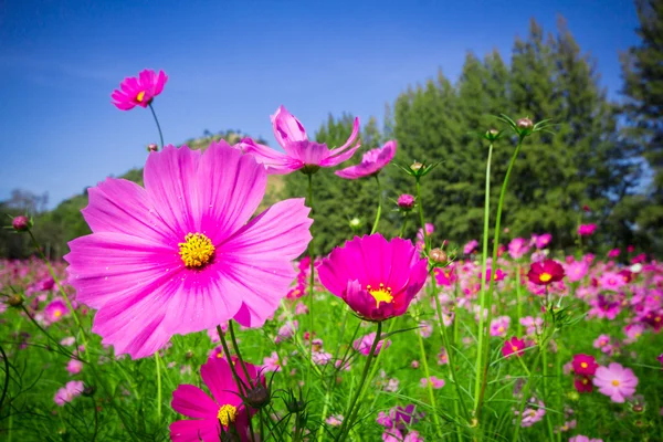 Cosmos fleurs mi-cour centrale Un ciel beau et bleu — Photo